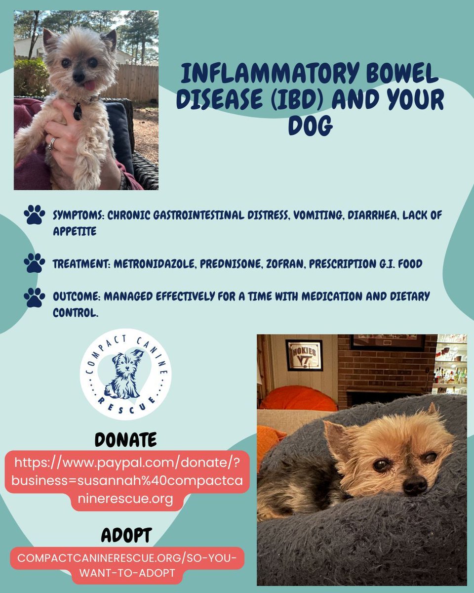 CompactK9Rescue's tweet image. Before Whiskey’s passing he had struggled with Chronic gastrointestinal problems and before treatment it was a significant challenge for him. make sure to beware of any signs that may indicate IBD. With the right treatment plan, it can be managed and ensure your dogo leads a…