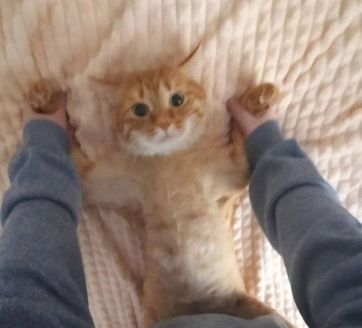 PostsOfCats's tweet image. PLEASE DO NOT THE CAT