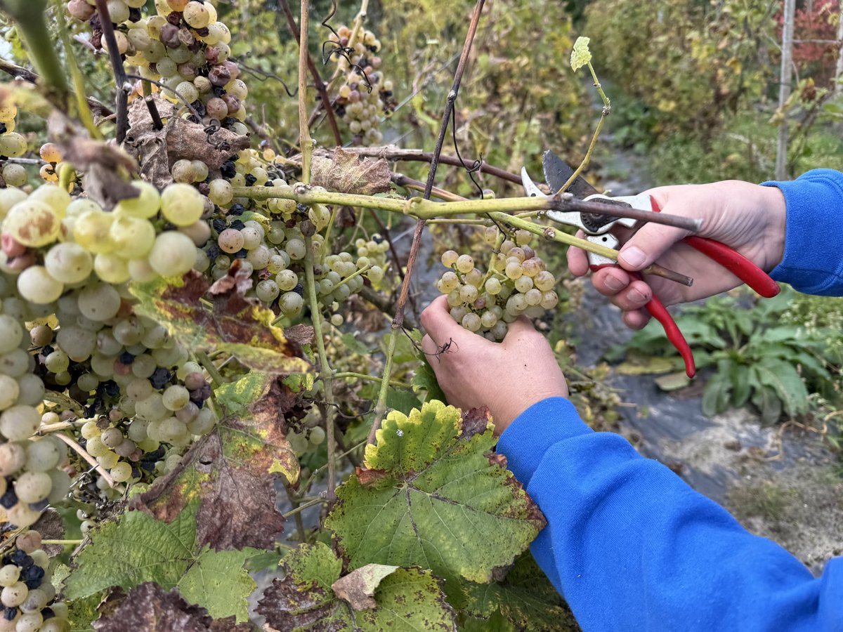 Ze waren misschien niet zo mooi (en lekker) als de druiven van @Iljagort, maar o, wat was de wijngroep van de moestuin vanmiddag trots op hun oogst! “We maken er Johanniter- en Regentwijn van,” vertelden ze trots. We zijn benieuwd naar het resultaat.