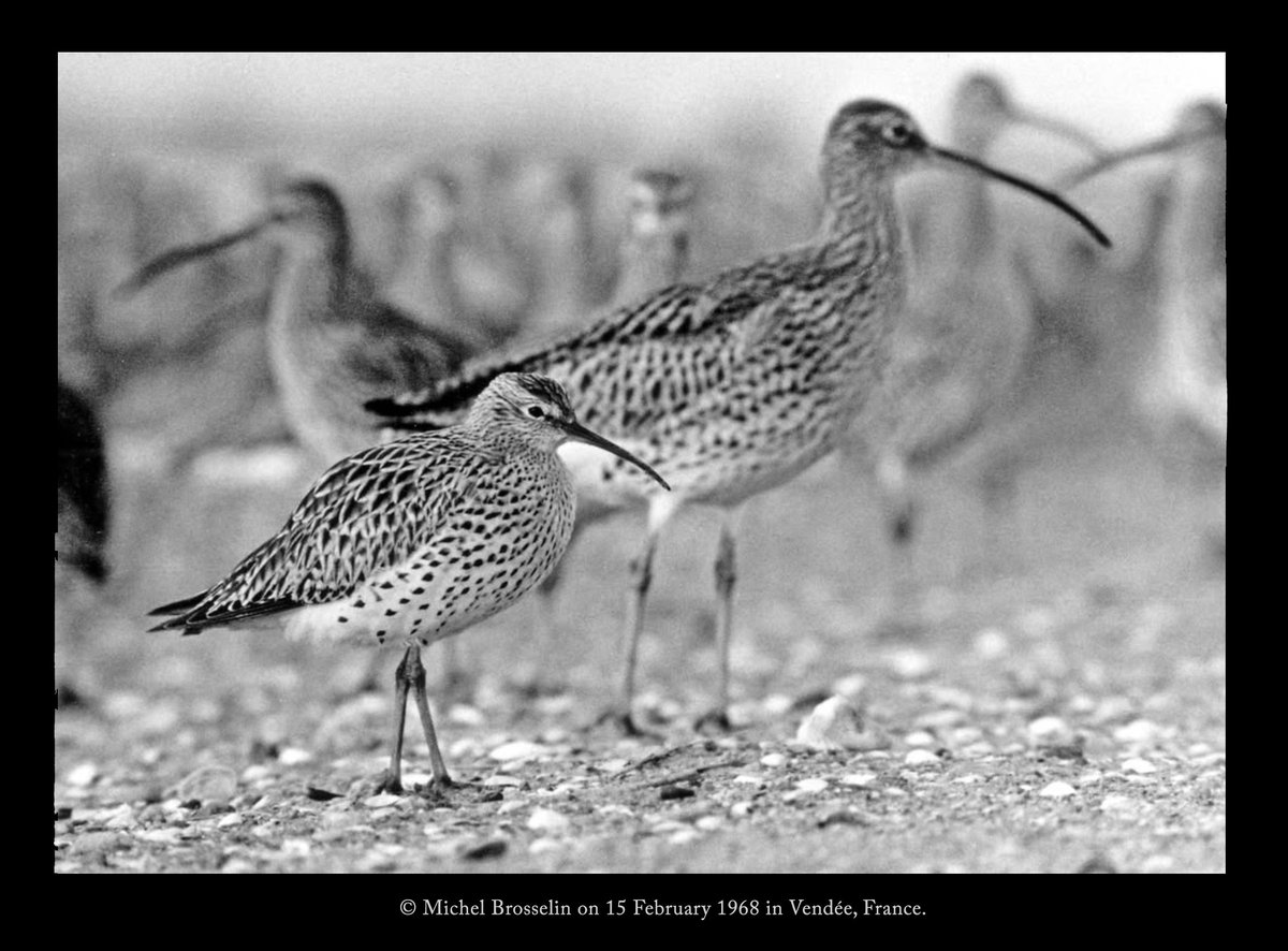 waderquest's tweet image. Slender-billed Curlew (Numenius tenuirostris)  - Extinct  10 October 2025, Today.
Lamentably, another bird has gone extinct.
A heavy sadness hangs over everyone who loves waders on this day.

Read the full story 👇
unep-aewa.org/en/news/slende…

Be #inspired by #waders or #shorebirds