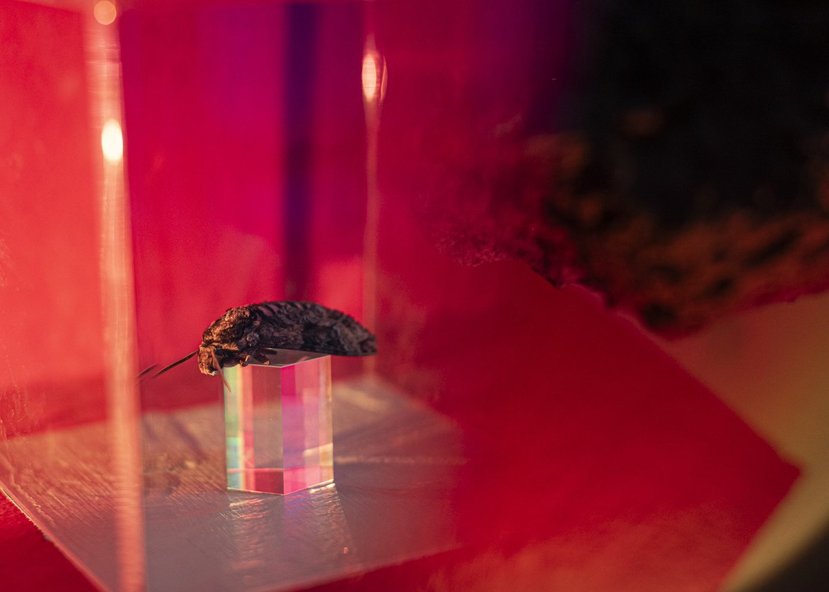 Vertigocontemporary tweet media