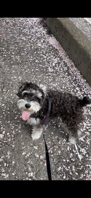 専業でほぼ一日中座りっぱなしなので
合間にお散歩で身体のバキバキ対策してはや5年
ブラザーいつもありがとう🐶 