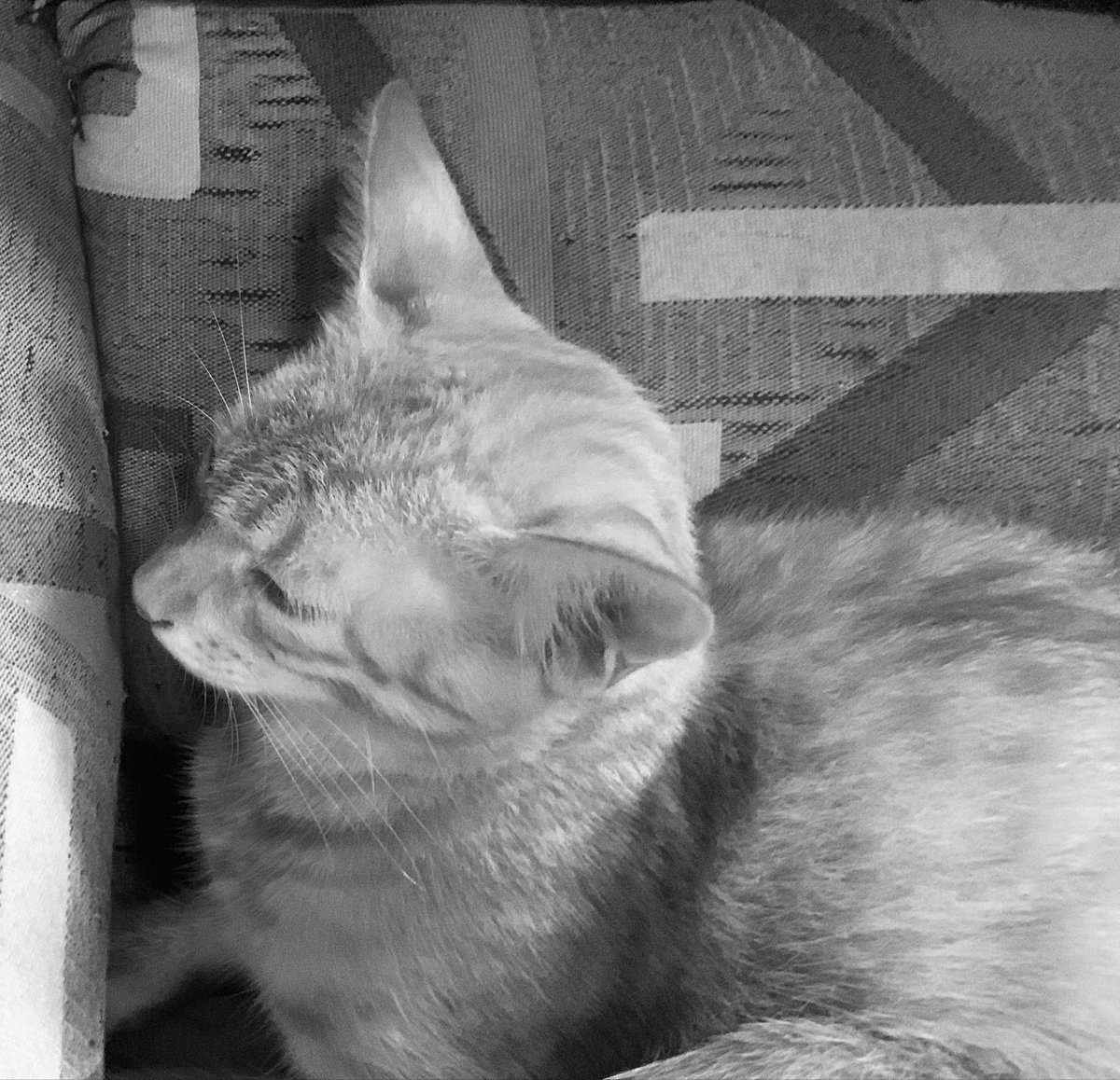 BarcenasBastion's tweet image. #Gato