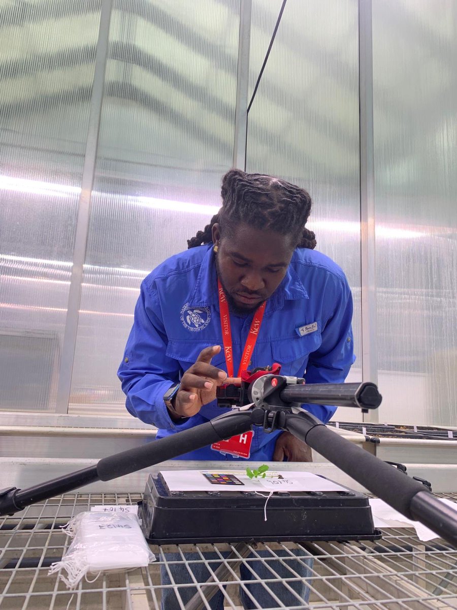 Last photos of Dequan’s #DPLUS215 training at Kew: harvesting and photographing seedlings in the Quarantine House and an excellent morning of tree climbing <a href="/UKBCFs/">Biodiversity Challenge Funds</a> <a href="/BVIGovernment/">Government of the VI</a>