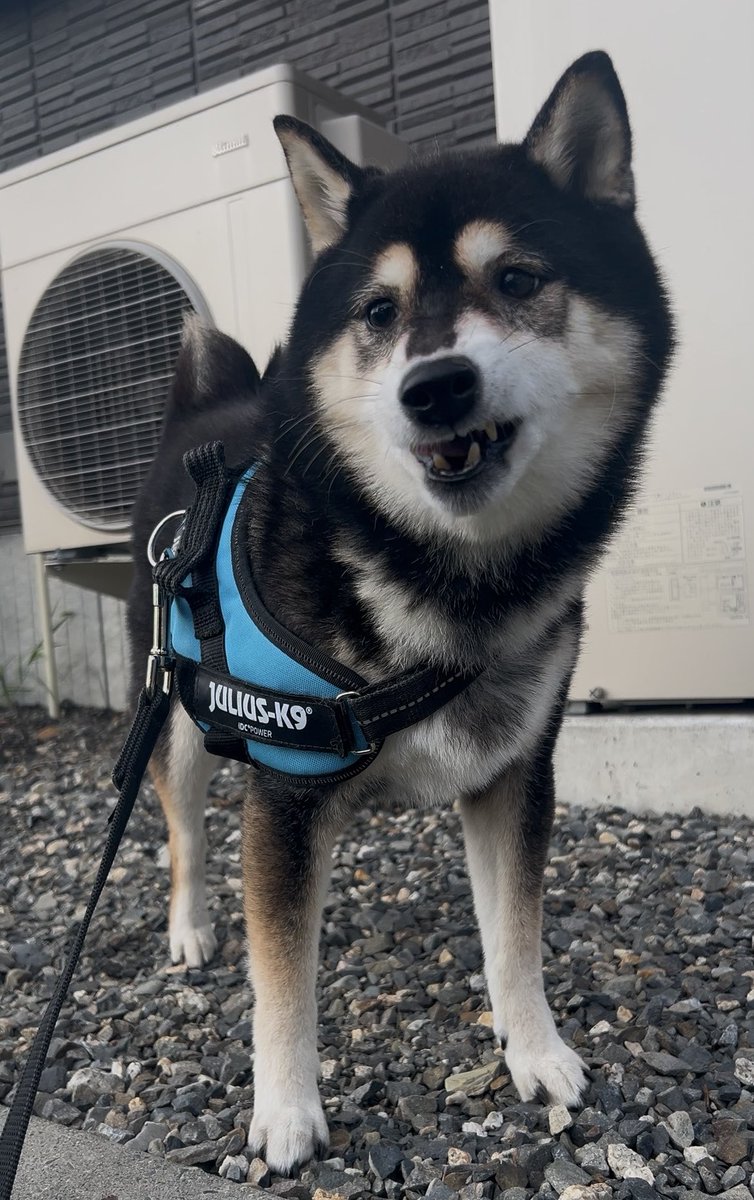 ぽんぽんポン助 (@ponpon_PONSUKE_) / Posts / X