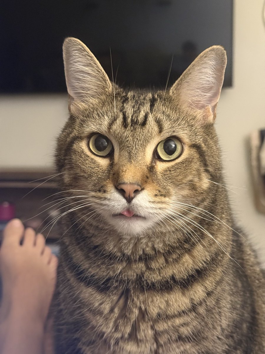 birdie_the_cat's tweet image. The face of a guy who wants a piece of your cheese stick so badly