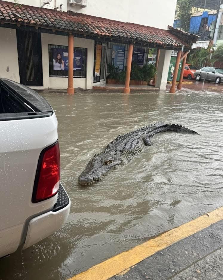 ElEstadoMx's tweet image. 🐊 Tras las fuertes lluvias en #Zihuatanejo, Guerrero, se reportan #cocodrilos en pleno centro del pueblo mágico.