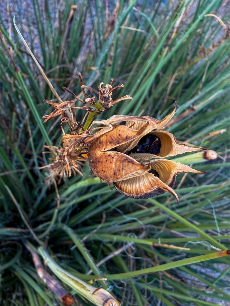 Scottsdale morning 
markdavidgerson.photos #Scottsdale #photographylovers #photooftheday