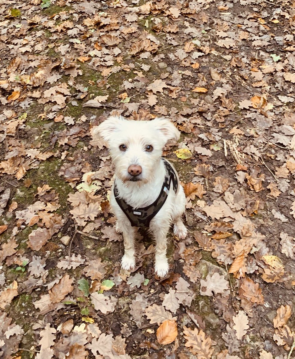 Welthundetag 
Schön, dass du da bist! ♥️
Du hast unser Leben um viel Liebe bereichert 🥹