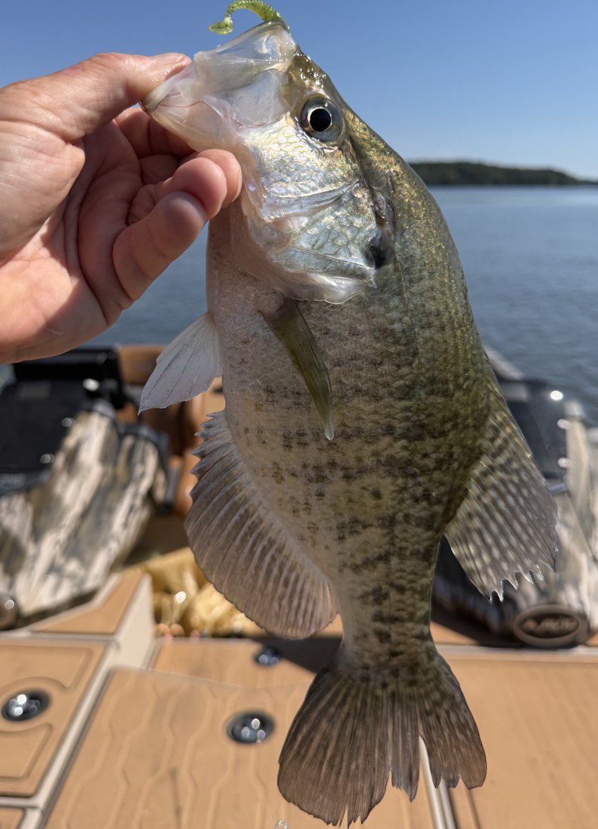 Crappie-doc 🐟🎣 tweet media