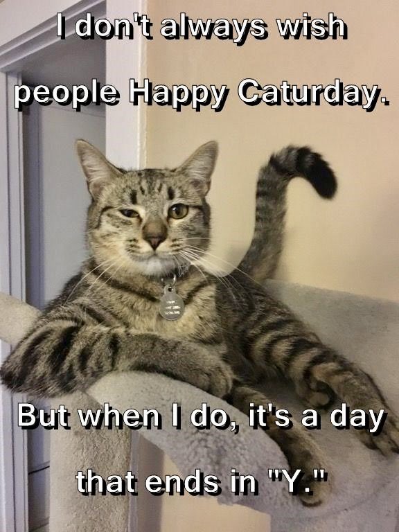 dcd728's tweet image. When #kitty is #silly #sassy and #social #Happy #Caturday