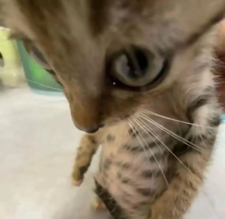 btsfather's tweet image. —&amp;gt;      #promotwt  &amp;amp;&amp;amp; #moothunt
ㅤ
               ✦  she/ her . MDNI  
                multifandom  —  2000 .ᐟ
              ♡ / ↻ 2 be moots :&amp;gt; !!!

      #armytwt #dbdtwt #anitwt #yaoitwt
           #yumetwt #anitwt #stantwt    
                #gamingtwt #artmoots