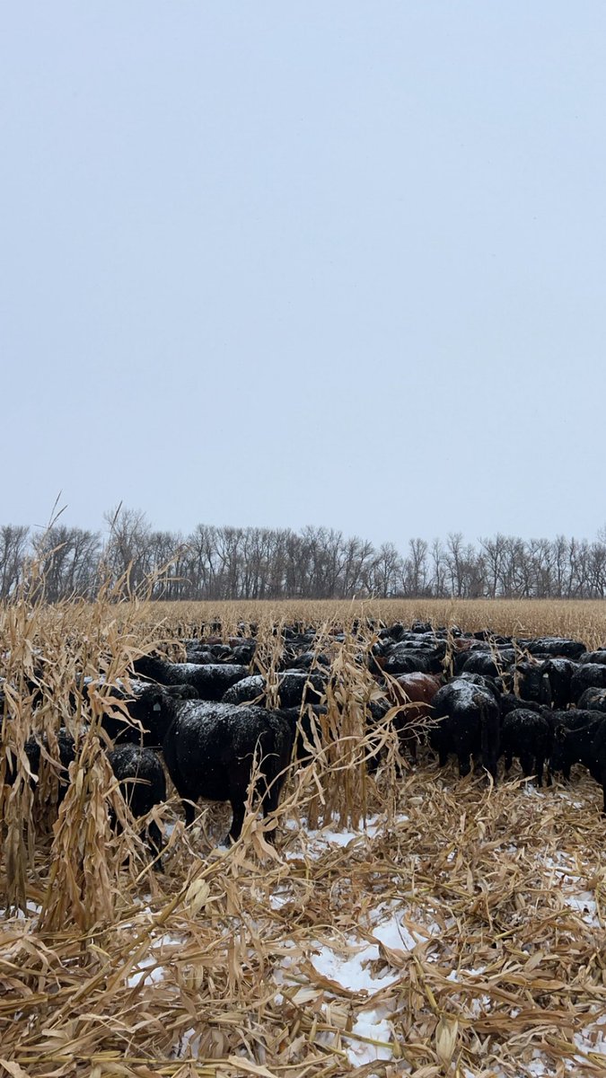 Mitch Dahl tweet media