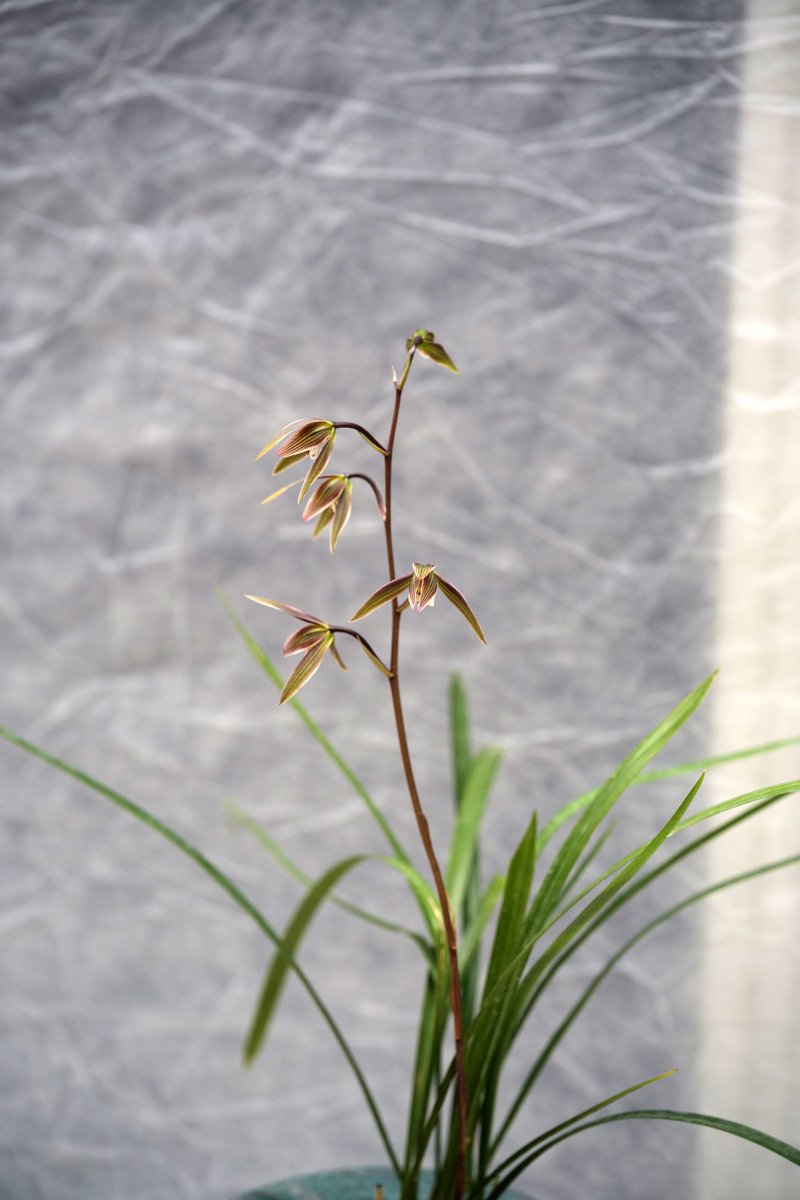 寒蘭-015　442-5H4　8番更紗無点×御国の華　苗　交配種　未開花株 寒蘭-015 442-5H4 8番更紗無点×御国の華 苗 交配種