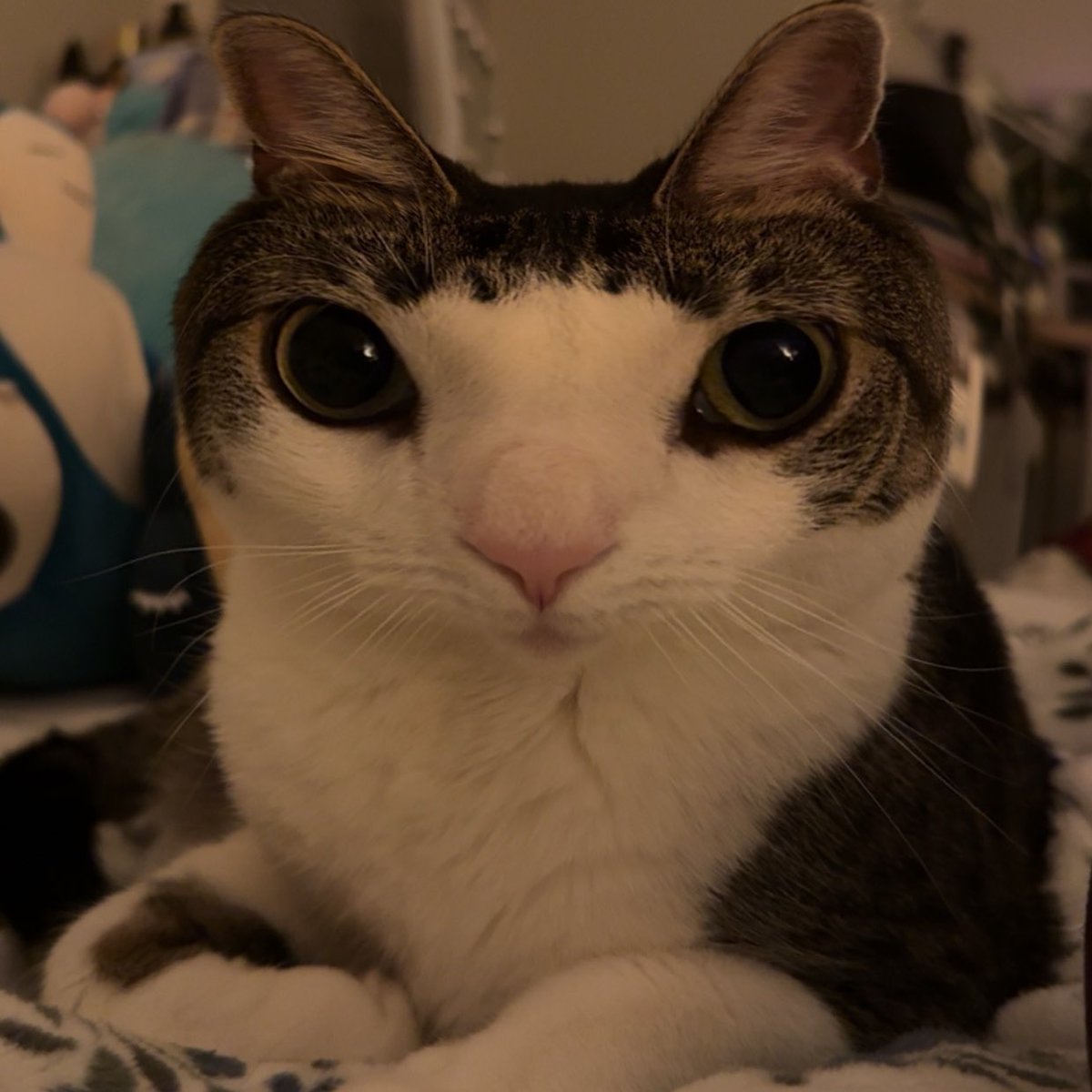 atelic (@uhhstelic) on Twitter photo 