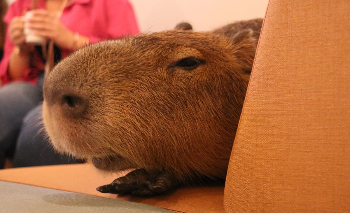 カピ バラ様ꕤ*.゜ ファイル:Capybara サファリランドのカピバラ.jpg - Wikipedia