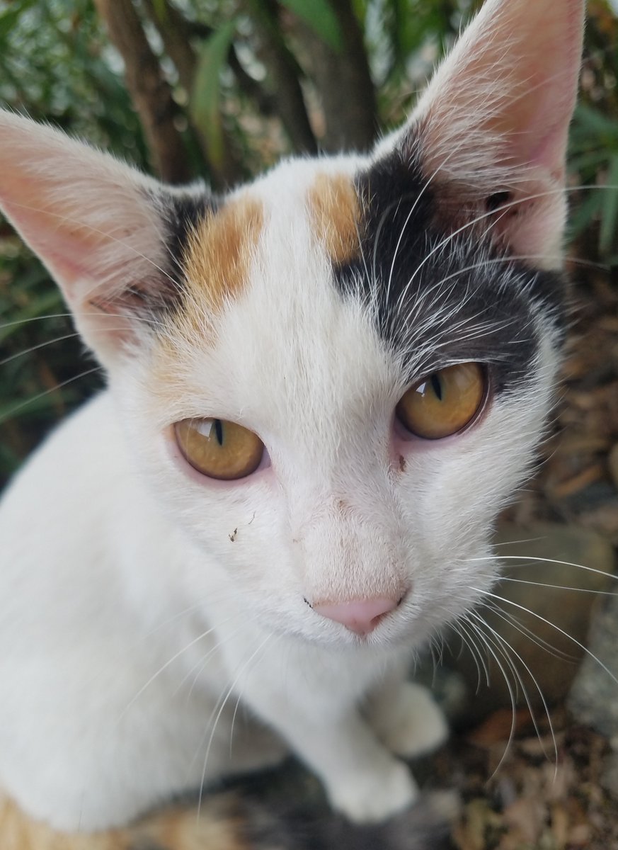 もりりん (@moririn_cho) / Posts / X