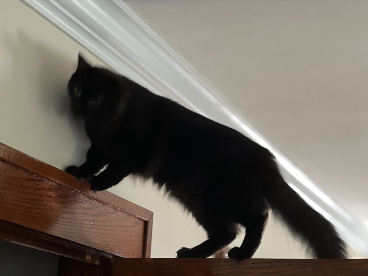 catnipaddicts's tweet image. Humans say, “no” like it’s supposed to do something! 😺 #OrangeOrBlackCatober