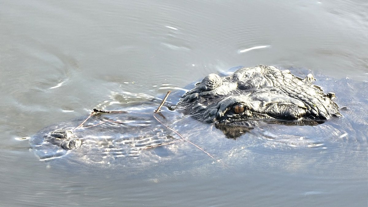 GATORLAND ORLANDO GETS SPOOKY! GATORS, GHOSTS &amp; GOBLINS 2025 HALLOWEEN EVENT

🎥: youtu.be/FDO8IHISNdE

If you're ready for some family-friendly Halloween fun, <a href="/Gatorland/">Gatorland Orlando</a> Orlando is hosting its annual Gators, Ghosts, and Goblins event!