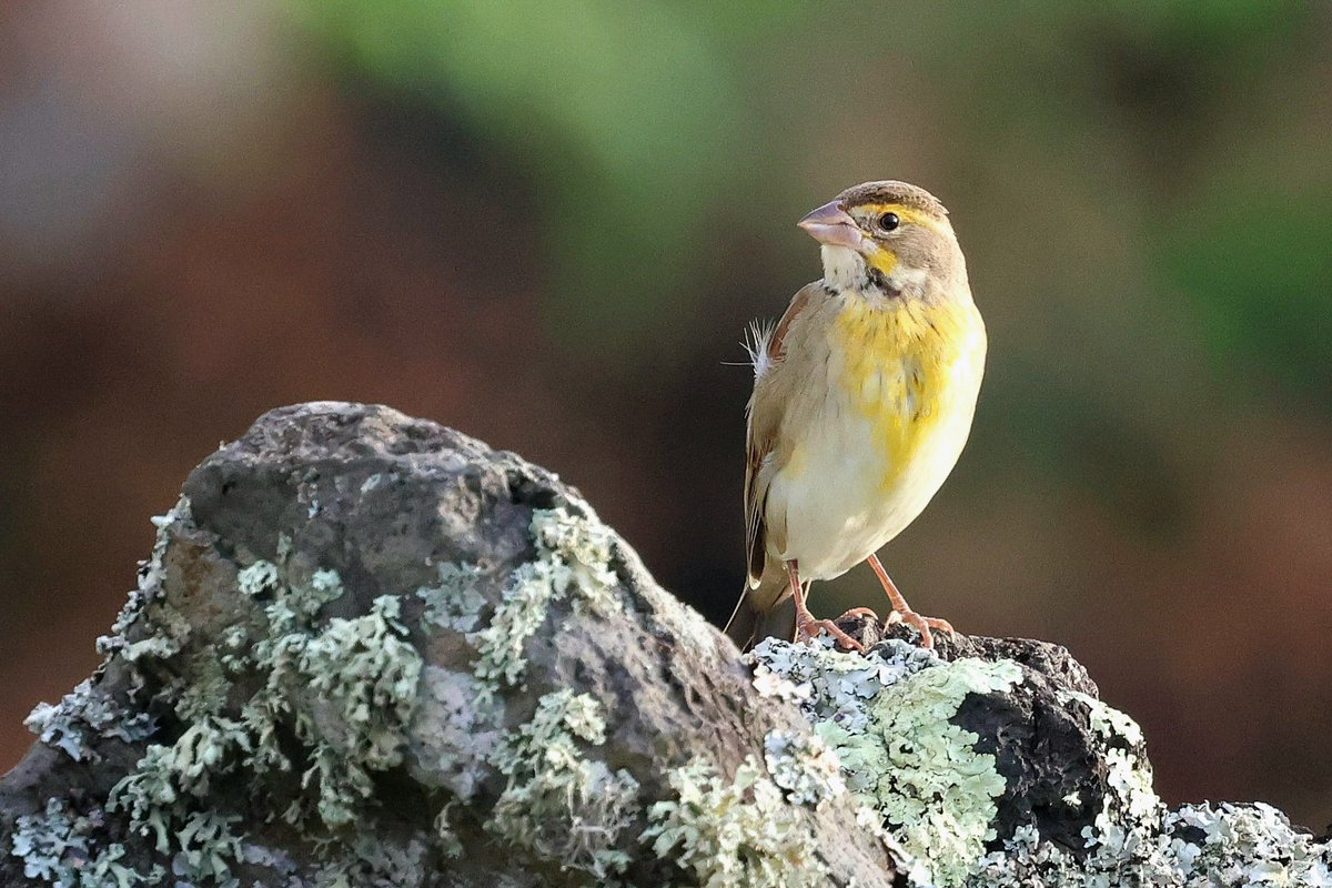 DaveRead18's tweet image. Our first full day on Flores and we managed to locate this very elusive Dickcissel, which had been around for a while. However, it wasn't until today that we managed a photo.