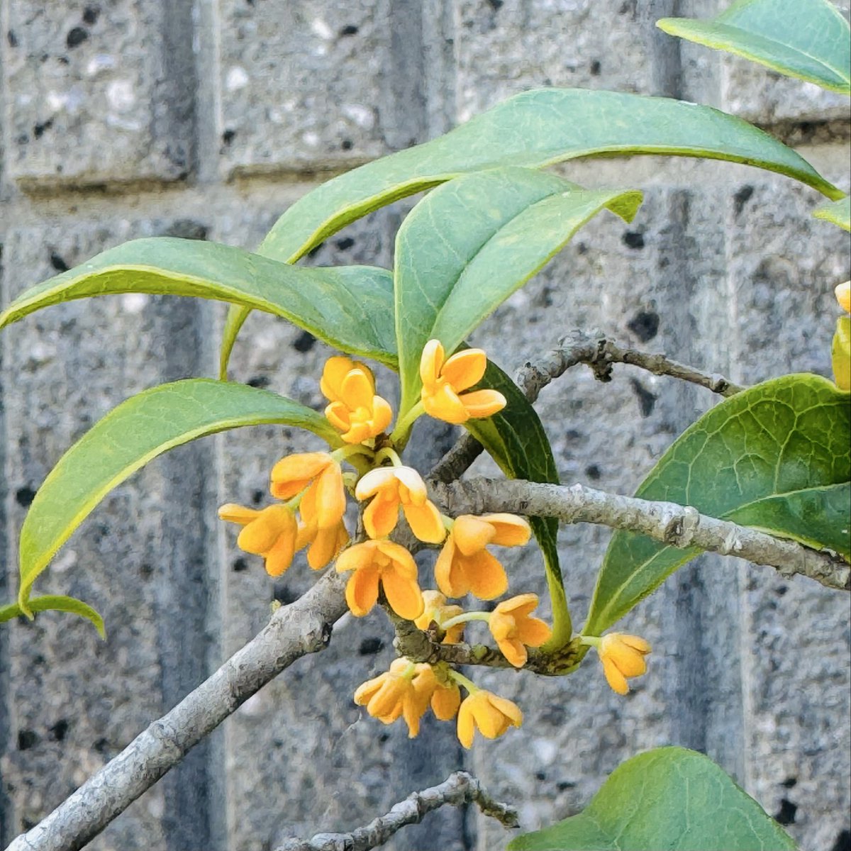 豆大福ページ 豆大福 on X