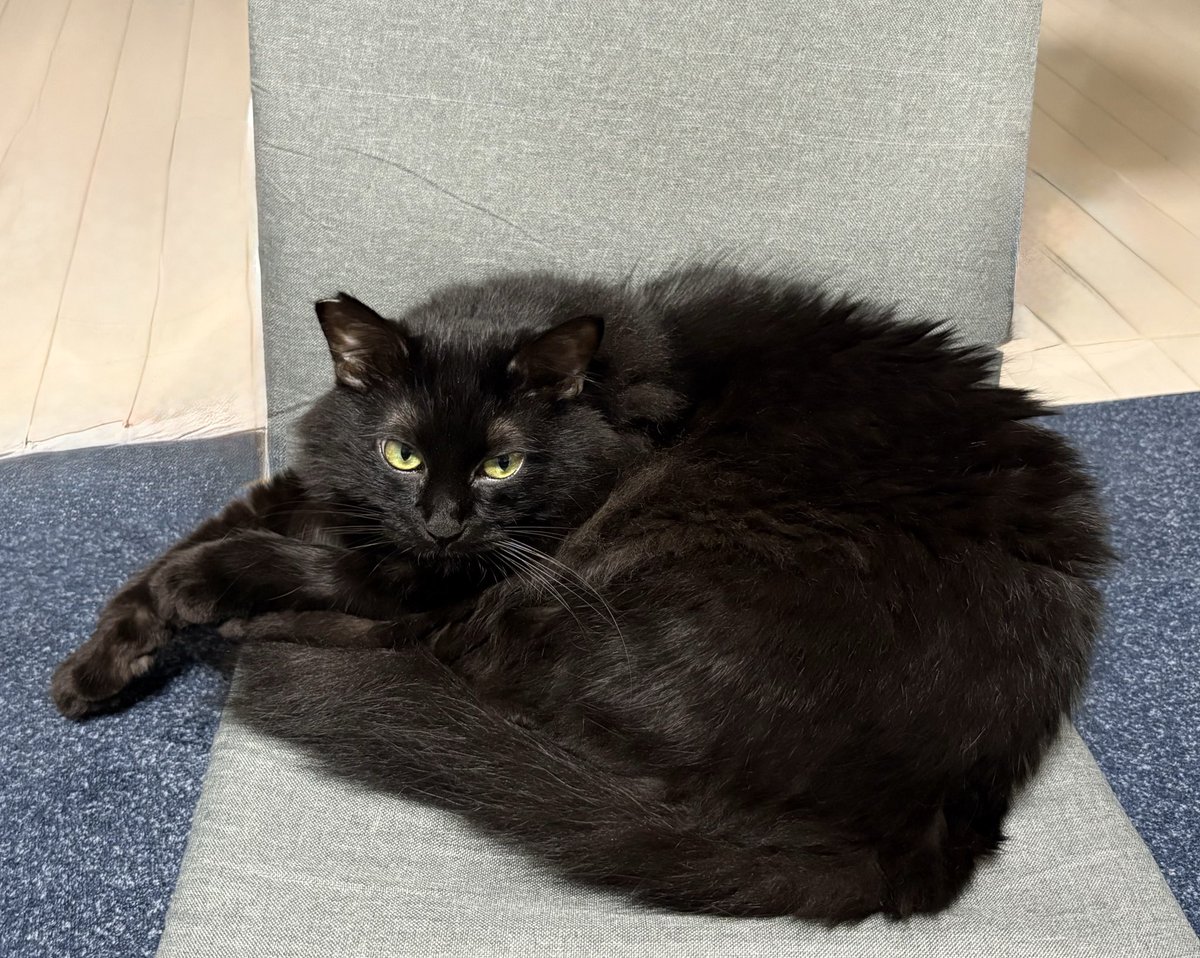 黒猫みんと 黒猫のミヤ on X: 
