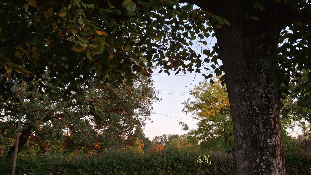 Have a relaxing weekend my nature friends 🌳🍃🍁💛 #WeekendVibes #trees #autumncolors #PeaceOfMind #StormHour