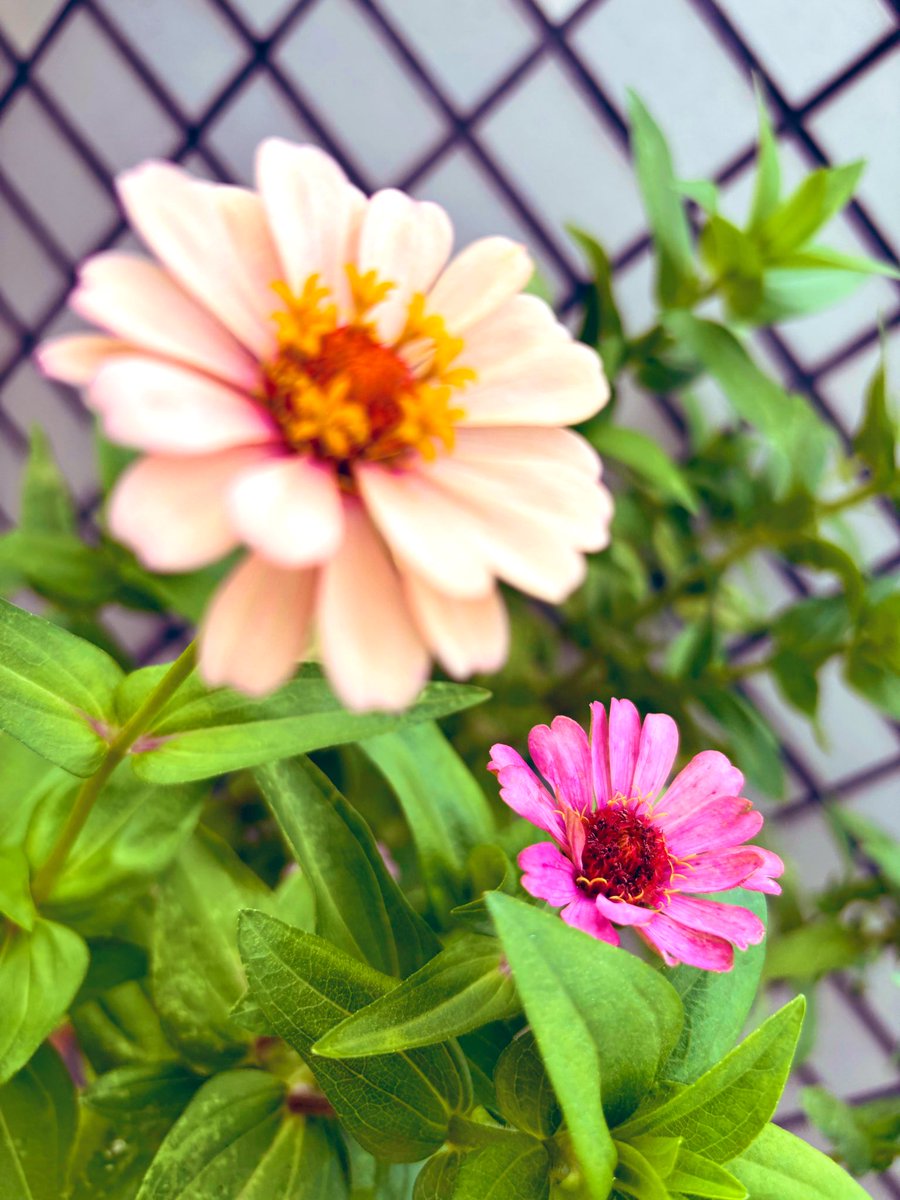 想いを届けられる場所を
残してくれてありがとう
#あの子たち　の
ために作ってくれた
繋がっていられる大切な場所
今は心の拠り所です

毎日届くたくさんの想いが
あなたのエネルギーになり
心の支えになっていたら
嬉しいです

#心はそばにいるよ