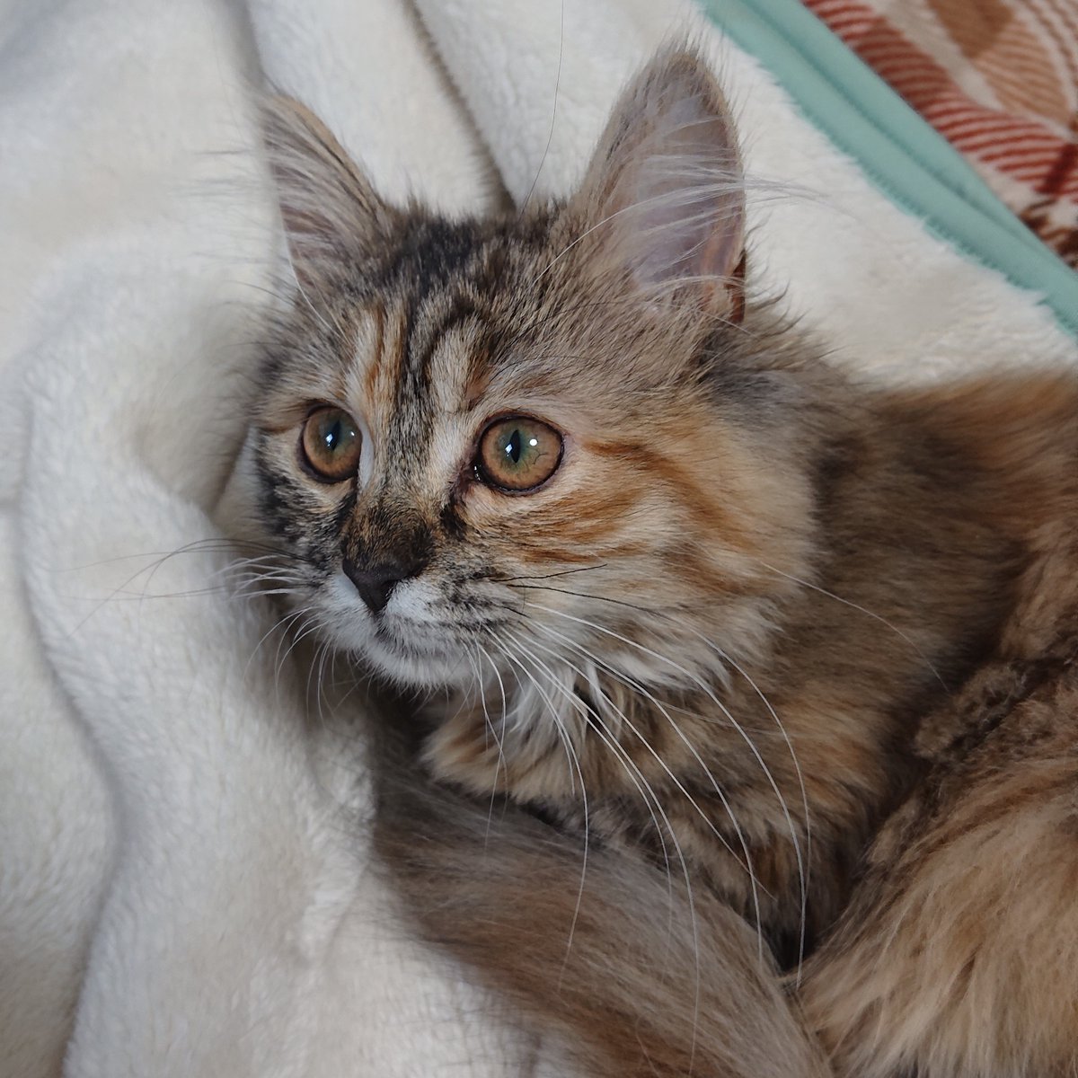 ぴよぴよのメルちゃんかわいいなあ〜。焦げた色の鼻かわいいなあ〜。今や何処でも爪とぎねこだよ。