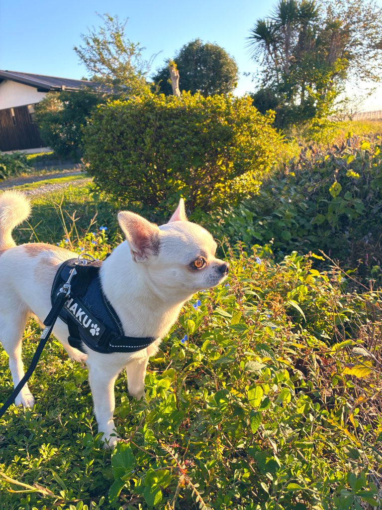 324_violet's tweet image. 秋朝のクンカツ🐶🍂

#ハク #ハク坊 #ハル爺の弟分