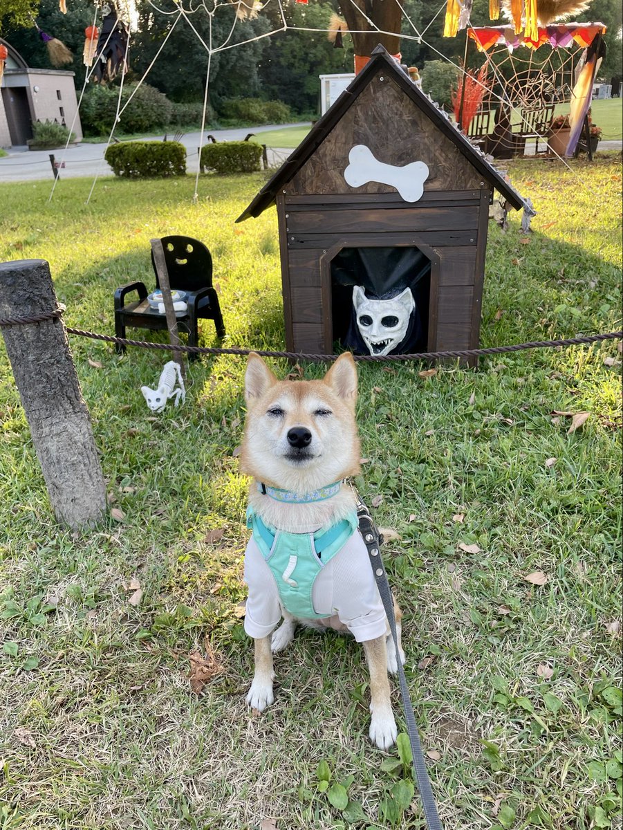 豆柴 豆柴3色姉妹♪姫.鈴.琴♪ (@himesuzukoto) / Posts / X