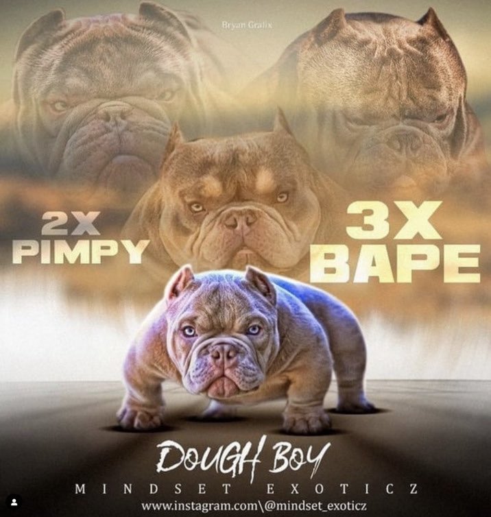FolderBloat's tweet image. this ad has the same energy as those ads for ghetto dog breeders committing genetic atrocities