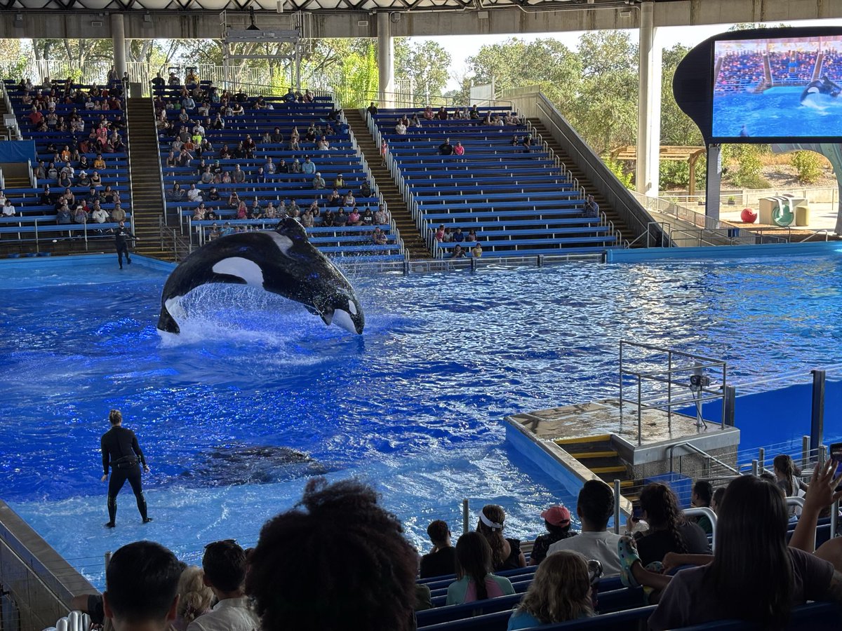 pythonomics's tweet image. Whale games