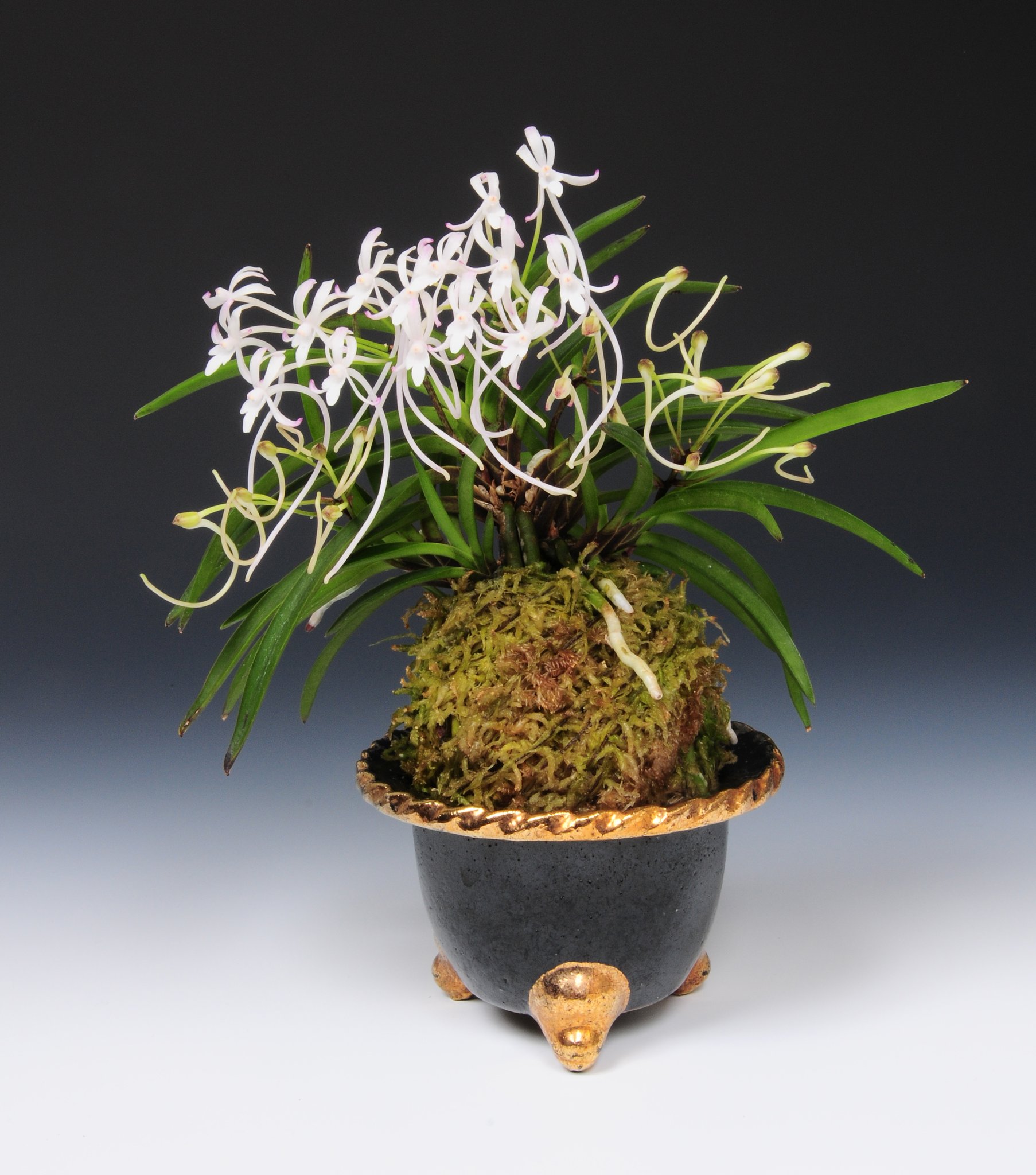 富貴蘭【黒魁】 1本 (園芸JAPAN掲載) 富貴蘭【黒魁】 1本 (園芸JAPAN掲載) 富貴蘭【黒魁】 1本 (園芸