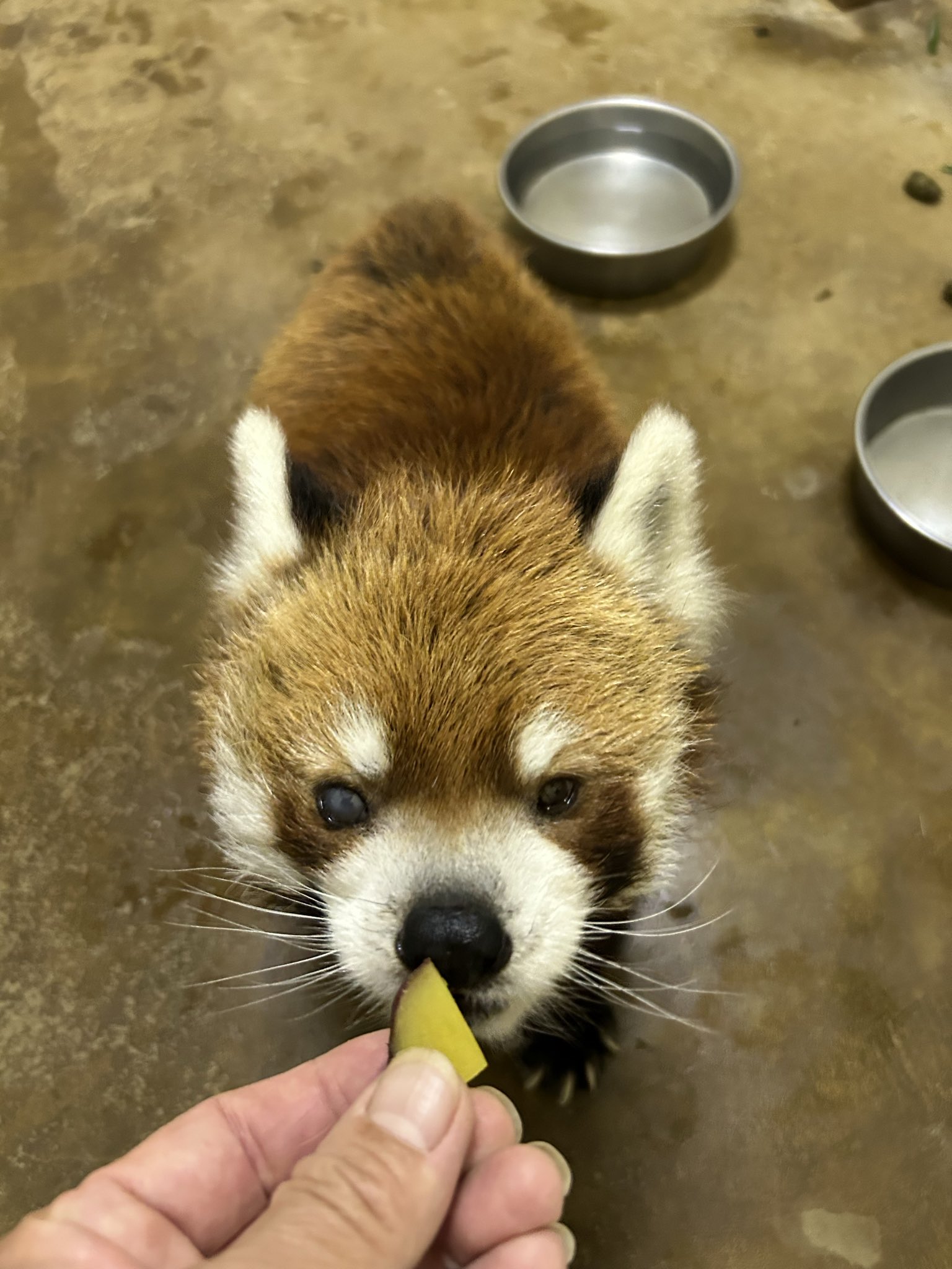 み*み様 house on the hill 昆虫ボンネット 90 み*み様 house on the hill 昆虫ボンネット 90 - メルカリ