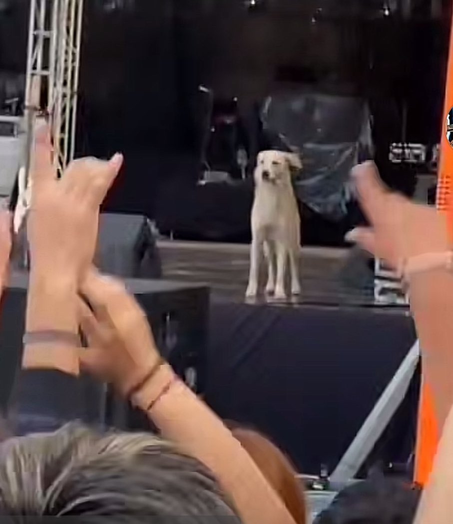 vine a ver el recital del perro primo