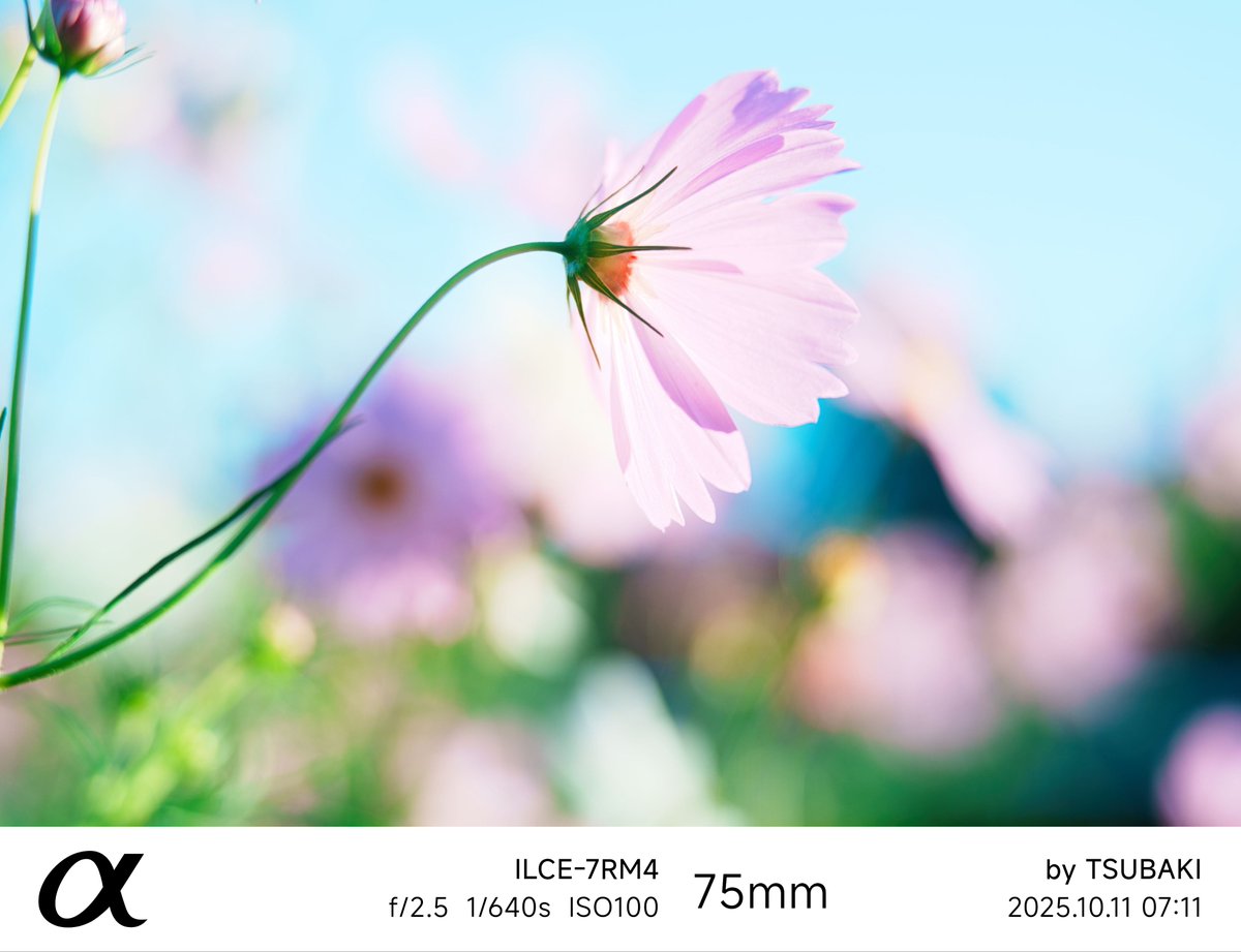 椿 【📸参加予定はプロフ】 (@ciel37564) / Posts / X