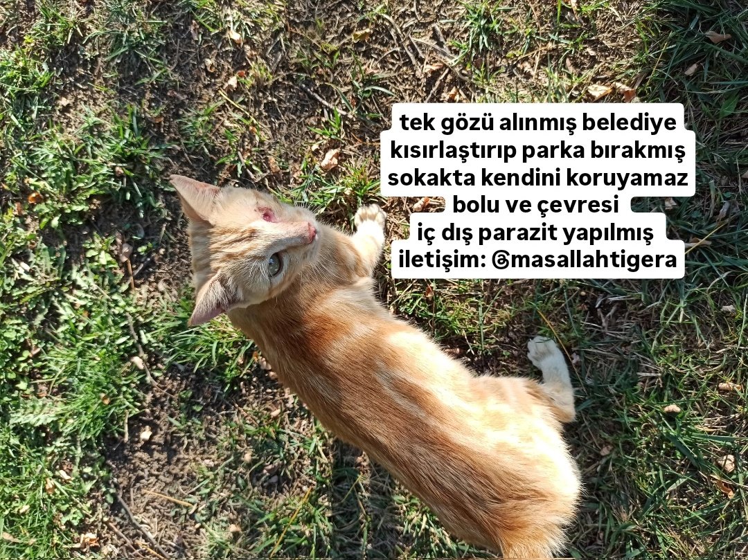 Tweet media one