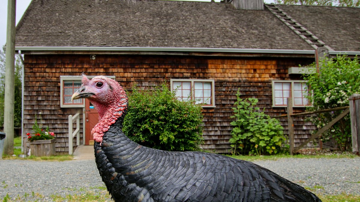 For a list of things to do this weekend, check out vancouversbestplaces.com/vancouver-than… <a href="/kilbyhistoricsi/">Kilby Historic Site</a> <a href="/VanDusenGdn/">VanDusen Garden</a> <a href="/stayvanhotels/">StayVancouverHotels</a> <a href="/VogueTheatre/">Vogue Theatre</a> <a href="/VIFFest/">Vancouver International Film Festival</a> <a href="/downtownvan/">Downtown Van</a> <a href="/MetroTheatre/">Metro Theatre</a> <a href="/PHTheatre/">Presentation House Theatre</a> <a href="/VanMysteries/">Vancouver Mysteries, Inc.</a> #Thanksgiving #ThanksgivingWeekend