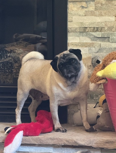 Are you looking for a new best friend? Hazel is looking for a forever family on <a href="/petfinder/">Petfinder</a> petfinder.com/dog/hazel-7869…