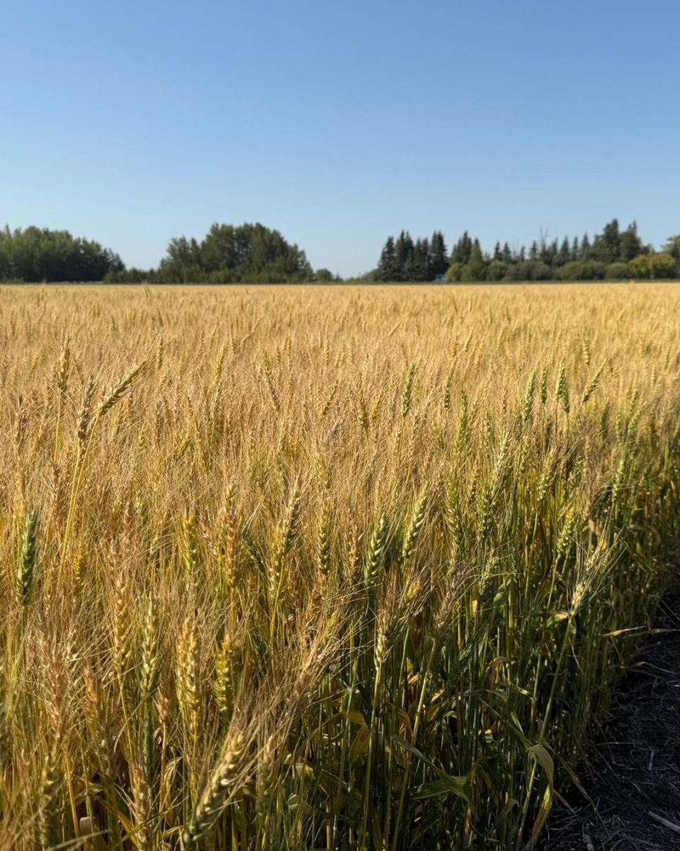 FP Genetics tweet media