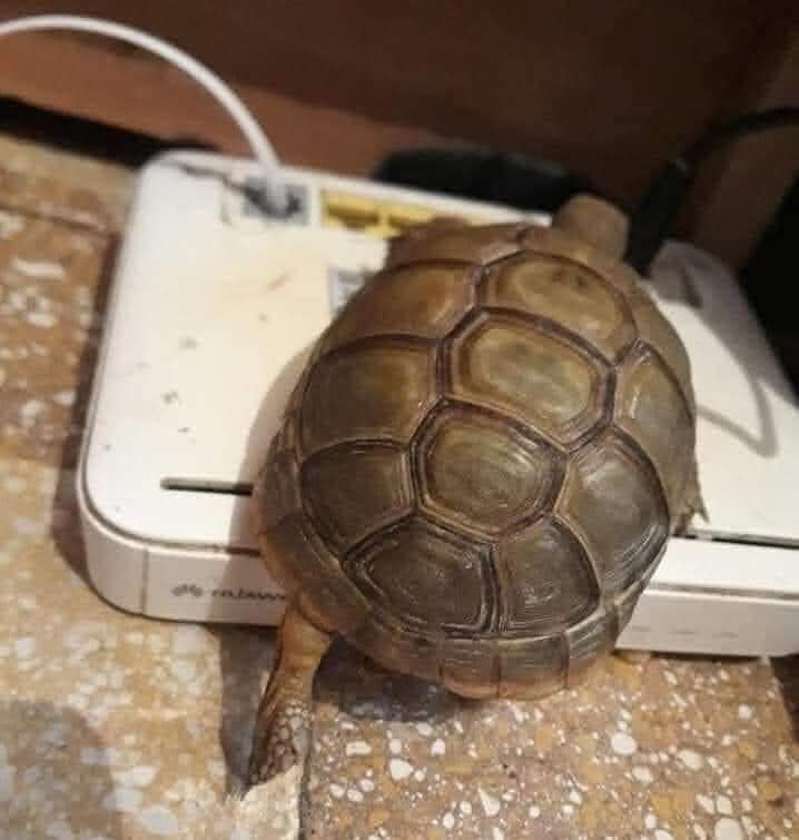 بظبط 
#الغاء_النت_المحدود_ياNTRA