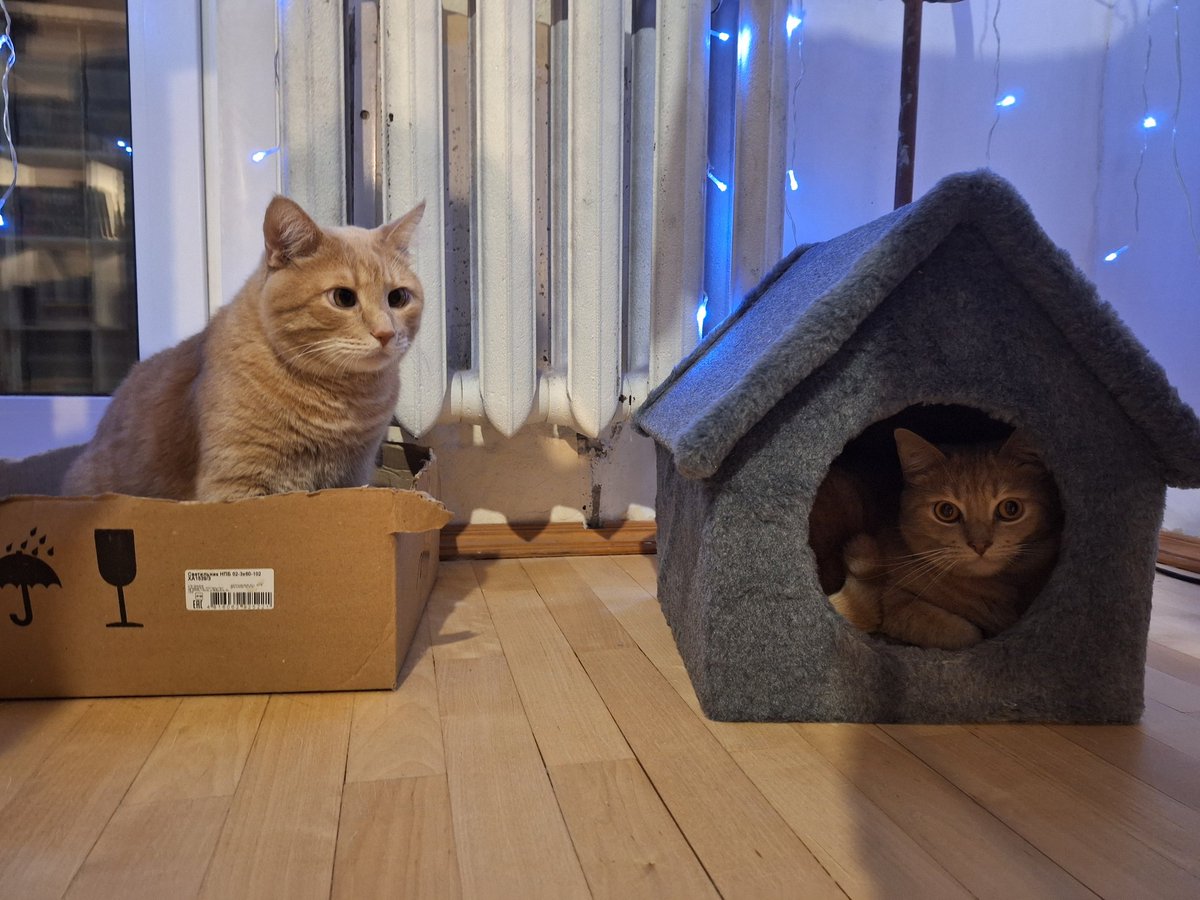 kasya_navoshta's tweet photo. Я люблю своих котов абсолютно одинаково https://t.co/XaVJLeqJY2
