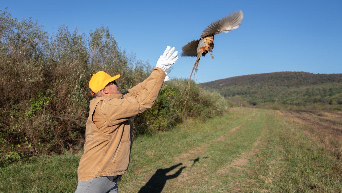 Senator Greg Rothman (@rothman_greg) on Twitter photo Had a great time stocking pheasants with the <a href="/PAGameComm/">Pennsylvania Game Commission</a> today, at SGL 230 in North Middleton Twp. They plan to stock 215,000+ statewide in preparation for youth season (10/11-18), general season (10/25-11/28), and late season (12/15-24 & 12/26-2/28). pa.gov/agencies/pgc/h… Had a great time stocking pheasants with the <a href="/PAGameComm/">Pennsylvania Game Commission</a> today, at SGL 230 in North Middleton Twp. They plan to stock 215,000+ statewide in preparation for youth season (10/11-18), general season (10/25-11/28), and late season (12/15-24 & 12/26-2/28). pa.gov/agencies/pgc/h…