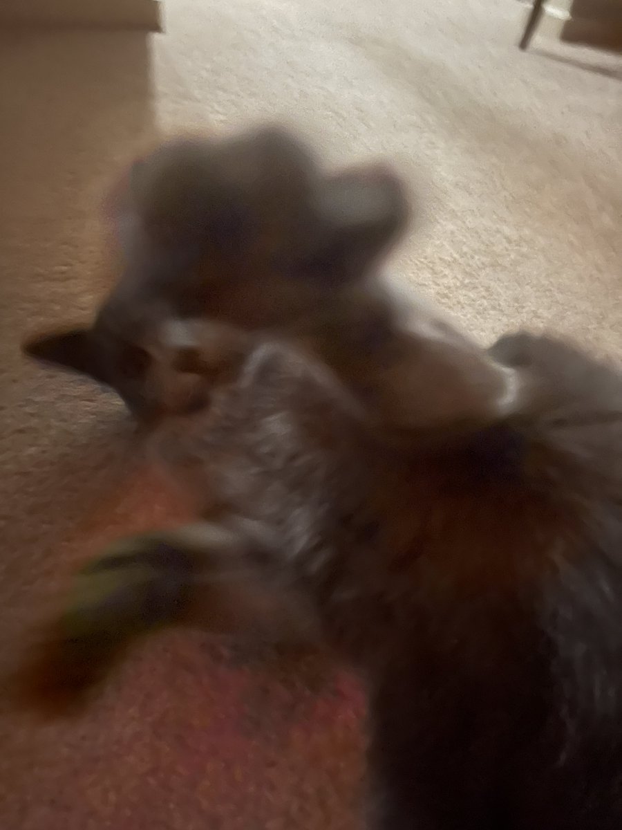 stuffymint's tweet image. Okay, who’s up for it?