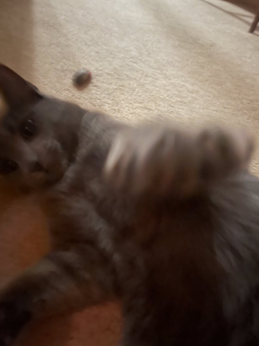 stuffymint's tweet image. Okay, who’s up for it?