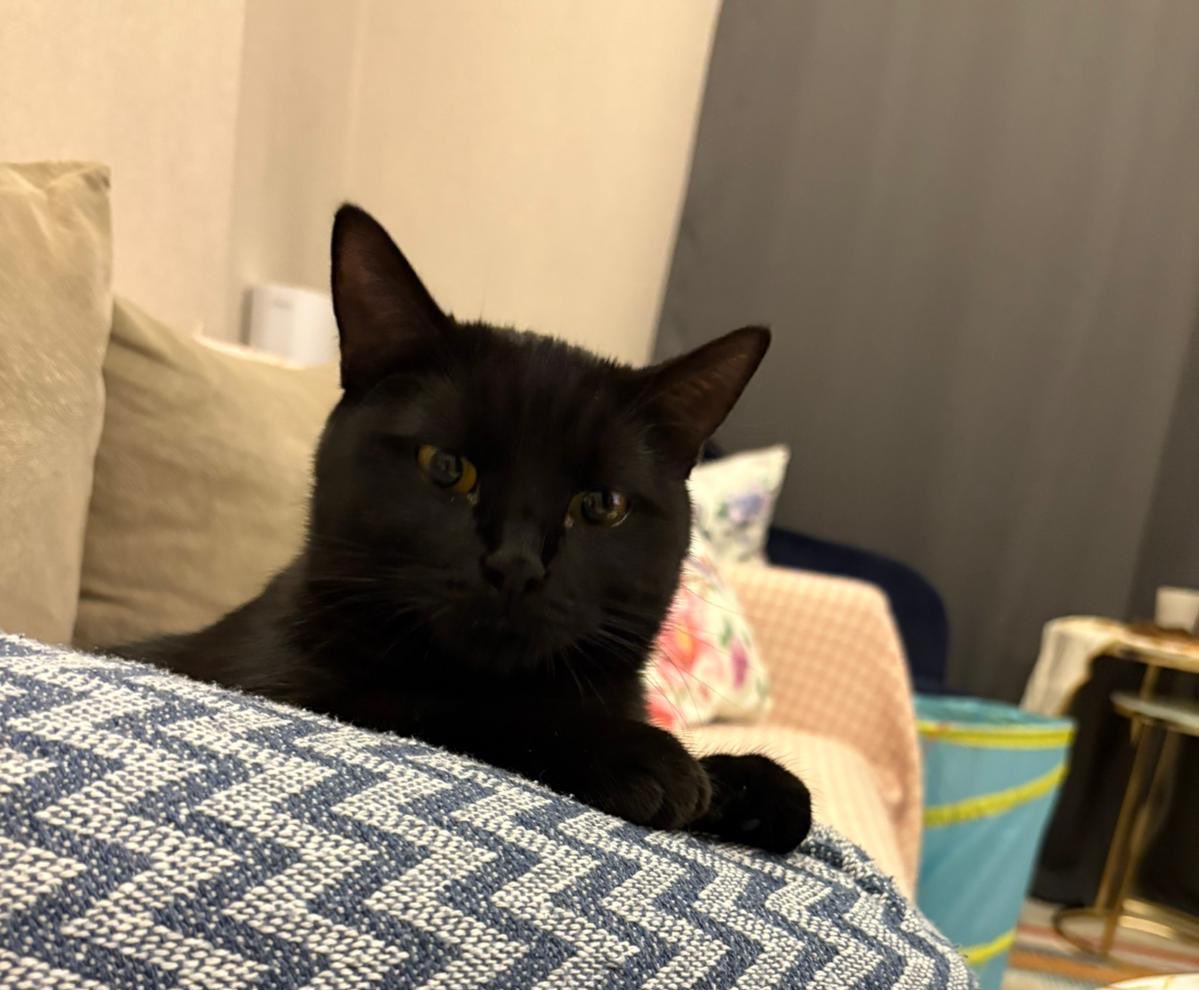 dilenksi's tweet photo. @Raskolnikovsair Mırmır 😻 https://t.co/2szgYndy3d
