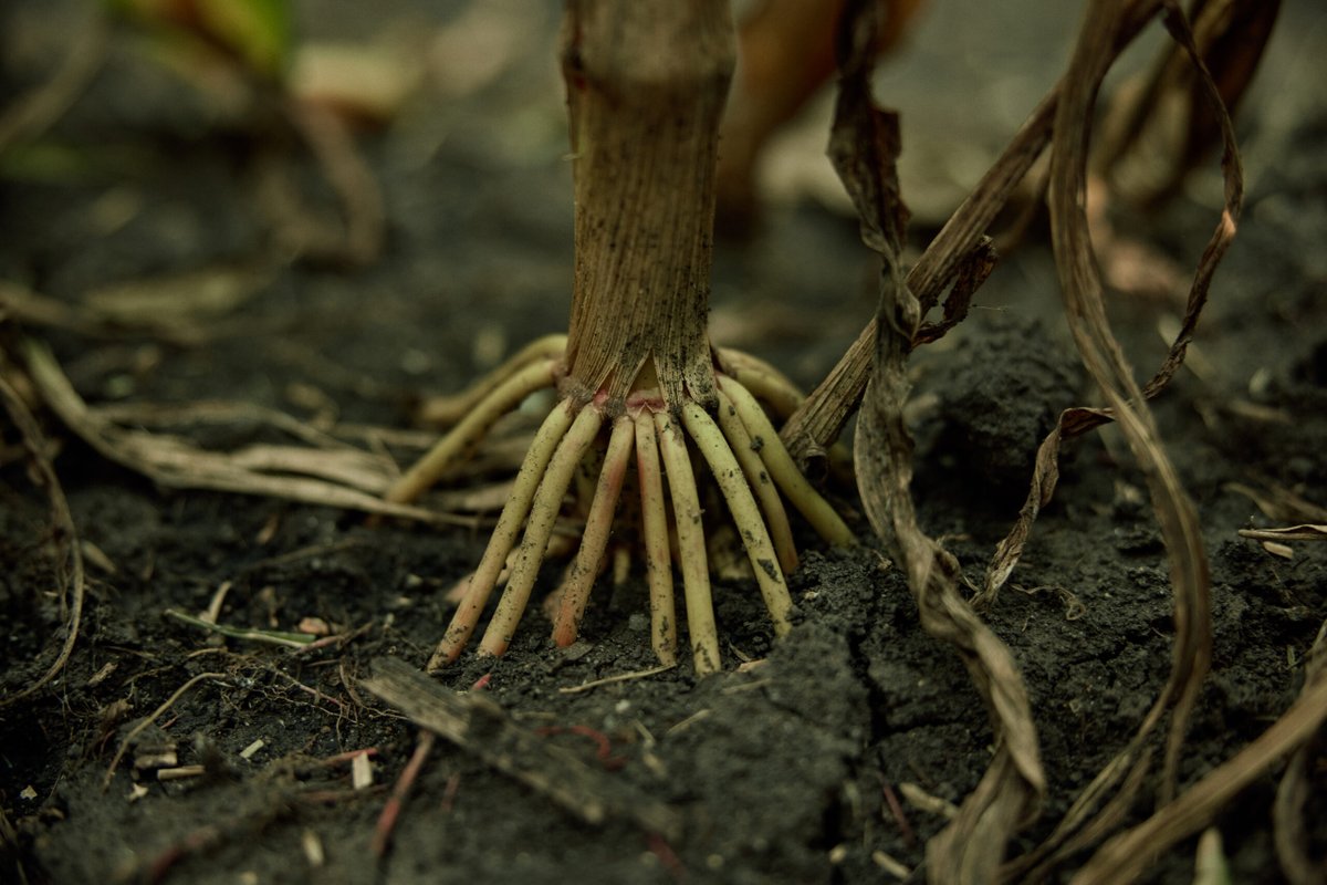 CommonGround tweet media