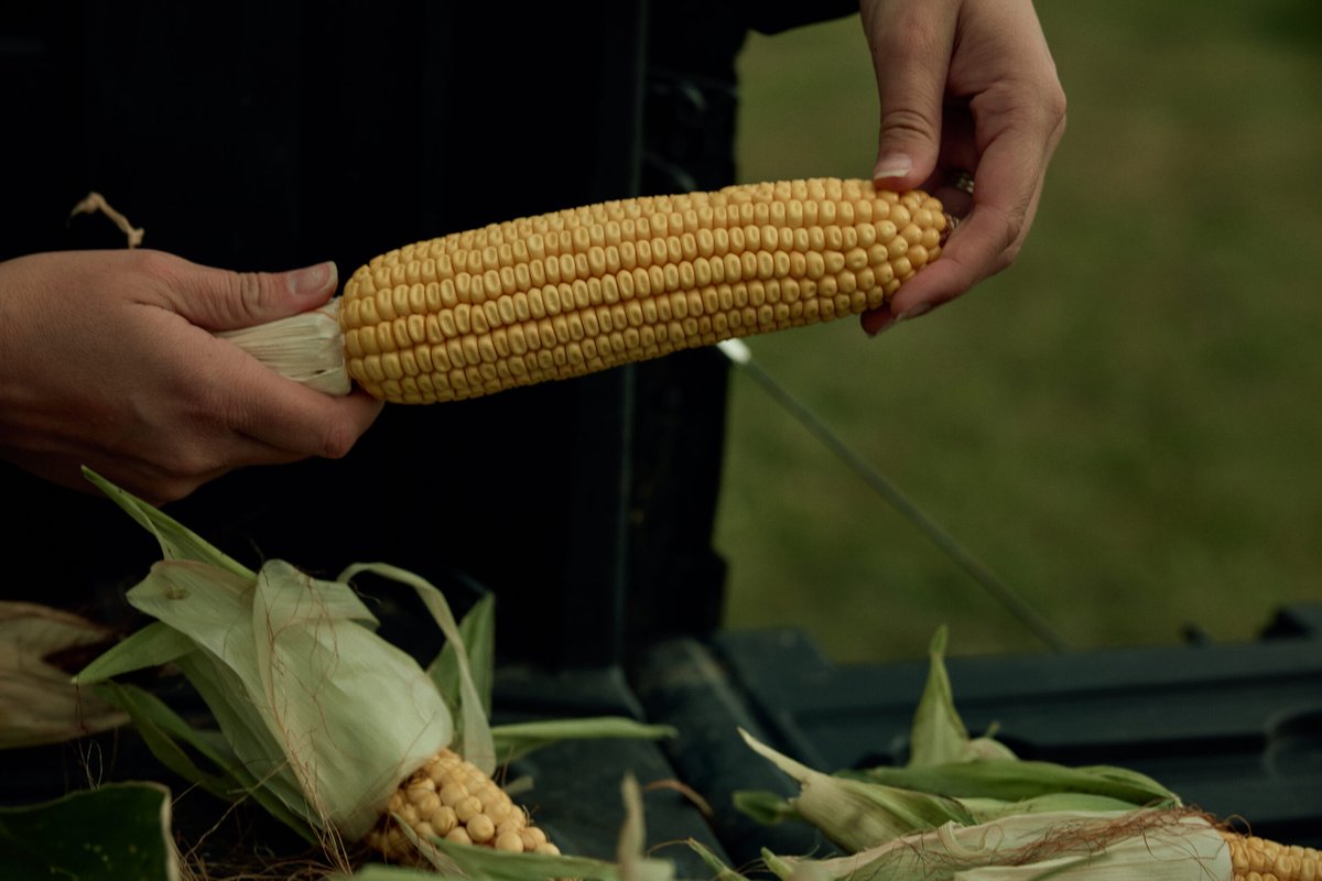 CommonGround tweet media