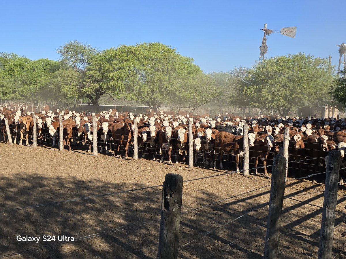 MBA, futuras madres de  reposición, suplementación estratégica y ahora en adelante encierre hasta que llueva